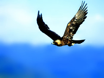 Journey Through America: Golden Eagle, eagle, animals, nature, montana, america HD wallpaper