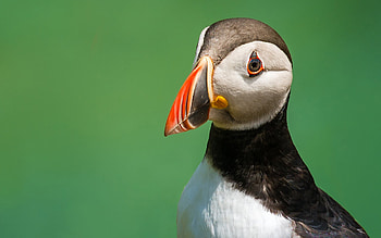 Puffin, cute, animal, bird HD wallpaper