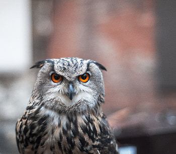 Animals, Owl, Feather, Bird, Predator, Sight, Opinion HD wallpaper