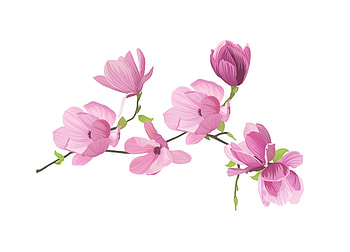 Magnolia, pink, white, flower, card, spring HD wallpaper