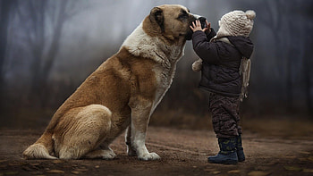 Kid, Alabai HD wallpaper
