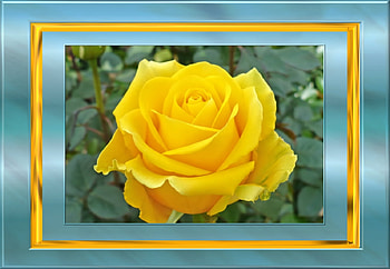 A Rose Beauty, rose, abstract, yellow, frame, beautiful, nature HD wallpaper