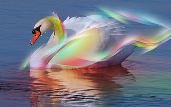 Animals, Birds, Swans HD wallpaper
