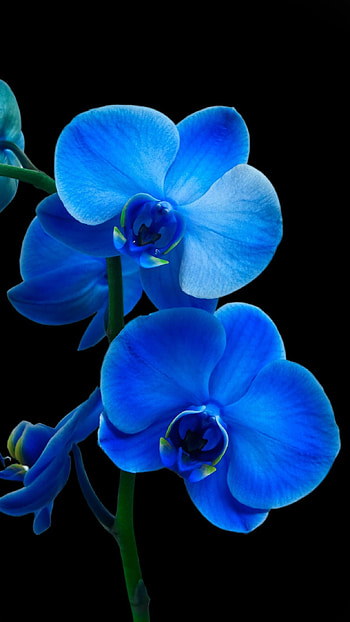 Blue orchid allure, Breathtaking backgrounds, Floral enchantment, Nature's splendor HD phone wallpaper
