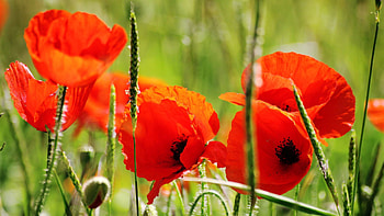 Flowers, Poppies, Petals, Stalk, Stem HD wallpaper