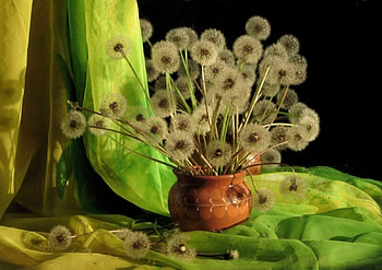 DANDELIONS BACKED IN GREEN, beautiful, dandelions, close up, still life, green, , flowers, lovely, macro HD wallpaper