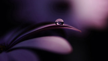 Dark, Shadow, Drop, Petal HD wallpaper