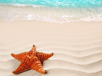 Enchanting underwater, Mysterious beauty, Ocean's treasures, Sea's wonders HD wallpaper