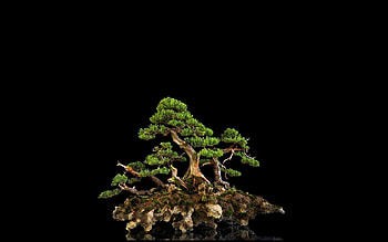 Nature, Wood, Tree, Black Background, Bonsai HD wallpaper