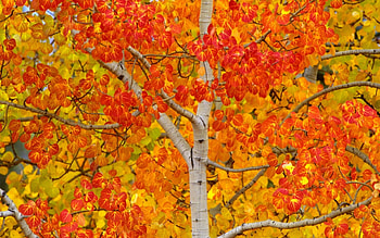 Aspen , Nature's charm, Tree's legacy, Inspiring backdrop HD wallpaper