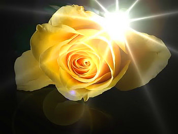 I wish you roses and sunshine, rose, sunlight, black background, yellow HD wallpaper