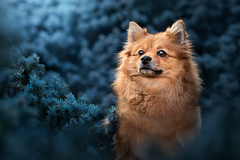 Animal, Pomeranian HD wallpaper