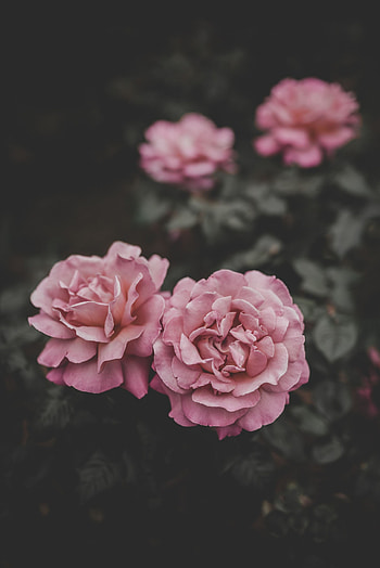 Flowers, Roses, Pink, Blur, Smooth, Buds HD phone wallpaper