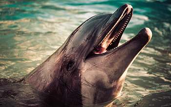 dolphin, evening, sunset, sea, mammals, dolphins, marine animals HD wallpaper