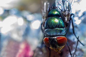 Macro, Eyes, Close-Up, Insect, Fly HD wallpaper