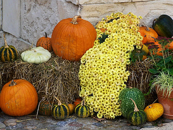 Flowers, Chrysanthemum, Pumpkin, Still Life, Hay, Squash, Patisson HD wallpaper