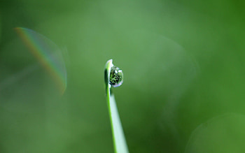 Grass, Macro, Drop, Dew HD wallpaper