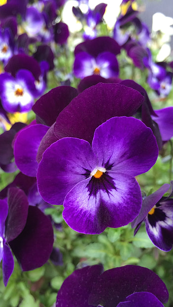 Pansy, Purple Adorable Flower HD phone wallpaper
