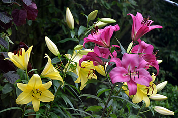 Flowers, Lilies, Greens, Buds, Stamens HD wallpaper