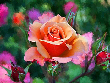 Orange Rose, delicate, green leaves, petals, soft, rainbow background HD wallpaper