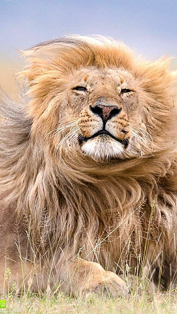 Lion, Asian Lion HD phone wallpaper