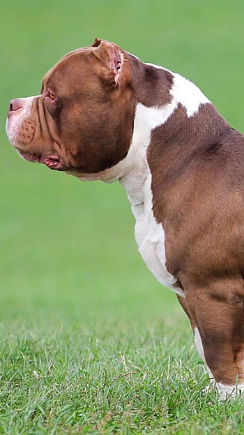 American Bully, Breed, Dog HD phone wallpaper