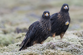 Animals, Birds, Predators, Wildlife, Mountain Karakars, Mountain Caracers HD wallpaper