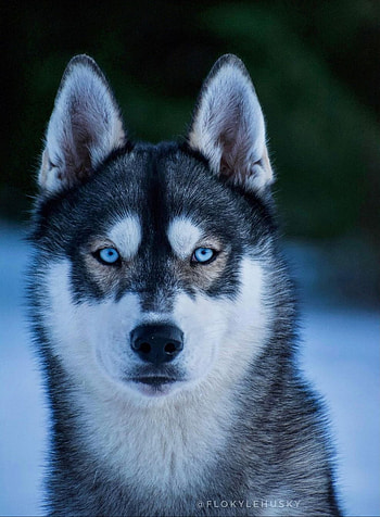 Husky, dog HD phone wallpaper
