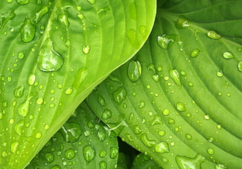 Vibrant green leaves with water droplets showcasing freshness and natural beauty. HD wallpaper