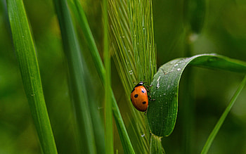 Ladybug on Grass, grass, nature, ladybug, macro HD wallpaper
