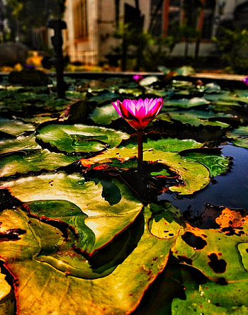 Flowers, Water, Leaves, Lotus, Flower, Water Lily HD phone wallpaper