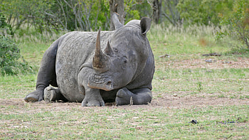 Multiple rhino , Diverse rhino , Rhino compilation, Rhino selection HD wallpaper