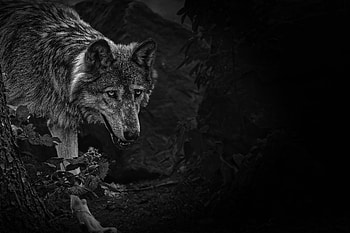 Animals, Predator, Wolf, Wildlife, Bw, Chb, Beast HD wallpaper