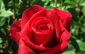 Drops, Macro, Rose Flower, Rose, Petals HD wallpaper