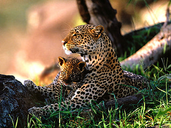 babysitting, mother, leopards, cub HD wallpaper