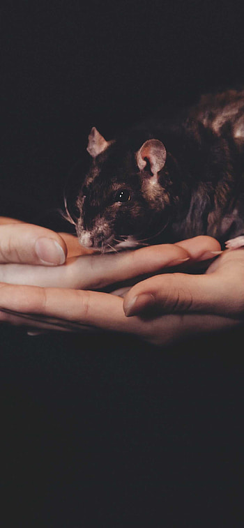 rat , Rat scene, Rat background, Rat art HD phone wallpaper