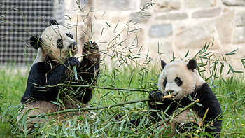 Two Panda With Bamboo Tree Leaves In Blur Stones Wall Background Panda HD wallpaper