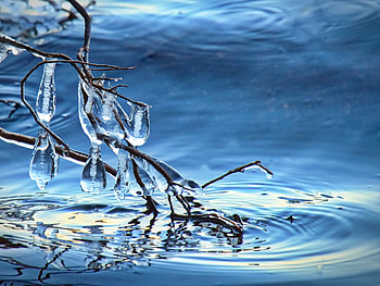 Water, Ice, Macro, Branch HD wallpaper