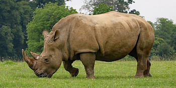 High-definition rhinoceros , Rhino in , Rhino in high quality, Detailed rhino HD wallpaper