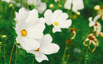 Flowers, Flower, Blur, Smooth, Field, Kosmeya, Cosmos HD wallpaper