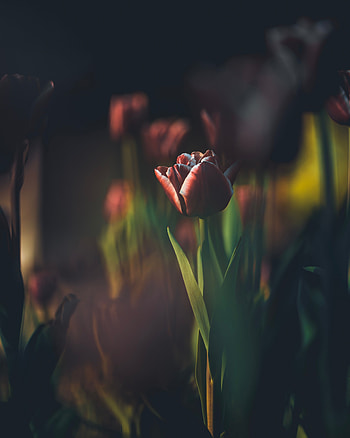 Flowers, Bud, Blur, Smooth, Tulip, Stem, Stalk HD phone wallpaper