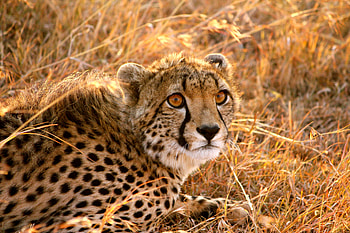 Animals, Cheetah, To Lie Down, Lie, Big Cat, Fright HD wallpaper