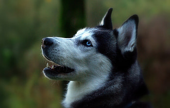 Siberian Husky, Lovely dog , Captivating eyes, Adorable pets HD wallpaper