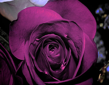 Purple Rose, rose, flowers, macro, petals HD wallpaper