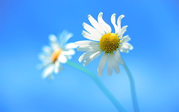 Windows 8 Official, windows, computer, windows-8, original, flowers HD wallpaper
