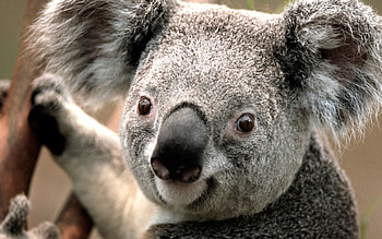 Koala , , Full , PC HD wallpaper