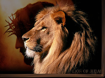 Lion of Judah HD wallpaper