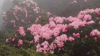 Alpine azalea, rain, foggy, Mountaineering, flowers HD wallpaper