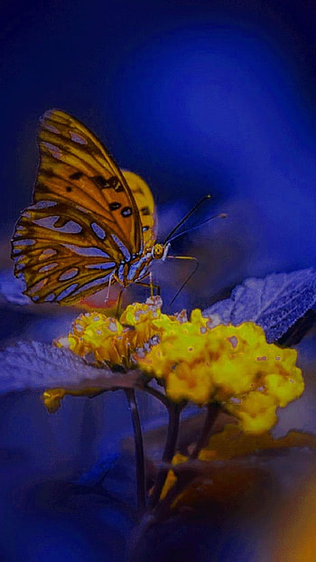 Whatsapp D.p, Butterfly, Nature, whatsapp dp HD phone wallpaper
