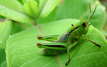 Cricket insect, , Backgrounds HD wallpaper